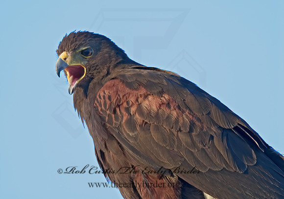 Parabuteo unicinctus  HARRIS'S HAWK 7007237z