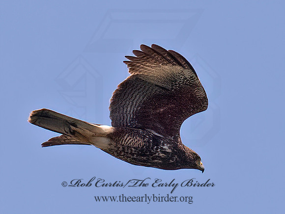 Parabuteo unicinctus  HARRIS'S HAWK 6039607z