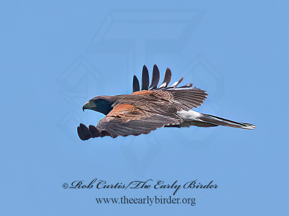 Parabuteo unicinctus  HARRIS'S HAWK 6039610z