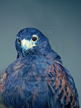Parabuteo unicinctus  HARRIS'S HAWK 93515z