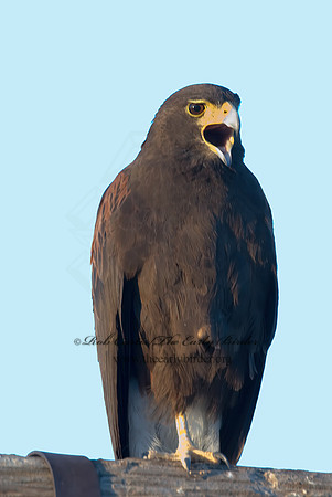 Parabuteo unicinctus  HARRIS'S HAWK 7007233z