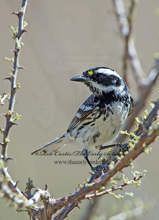 Setophaga nigrescens  BLACK-THROATED GRAY WARBLER 9056406z
