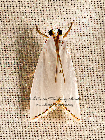 Urola nivalis  SNOWY UROLA MOTH  9049984z