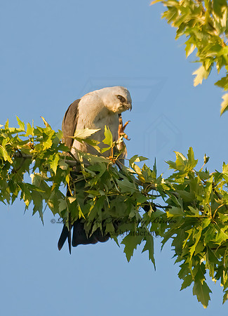 Ictinia mississippiensis  MISSISSIPPI KITE 7014905z