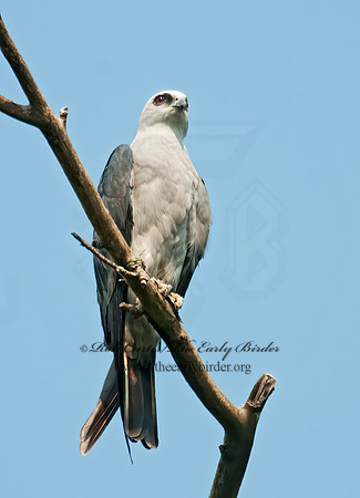 Ictinia mississippiensis  MISSISSIPPI KITE 3008829z