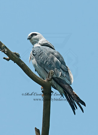 Ictinia mississippiensis  MISSISSIPPI KITE 3008872z