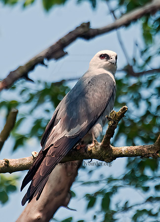 Ictinia mississippiensis  MISSISSIPPI KITE 3008866z