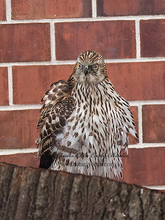 Accipiter gentilis  NORTHERN GOSHAWK 7013602z
