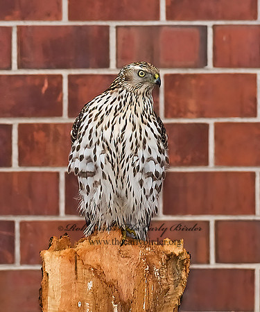 Accipiter gentilis  NORTHERN GOSHAWK 7013605z