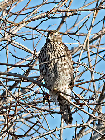 Accipiter gentilis  NORTHERN GOSHAWK 1300513z