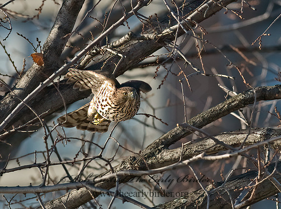 Accipiter gentilis  NORTHERN GOSHAWK 7013610z