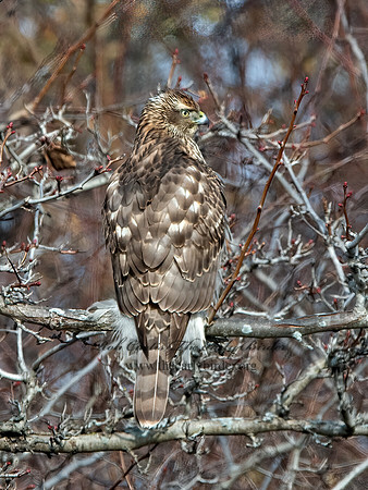 Accipiter gentilis  NORTHERN GOSHAWK 9062757z
