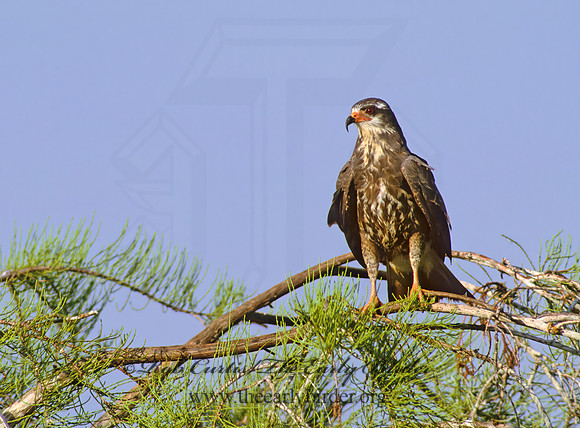 Rostrhamus sociabilis  SNAIL KITE 258924z