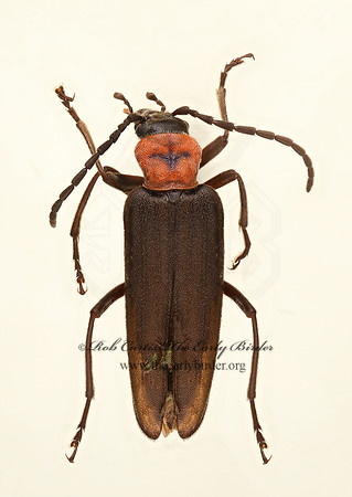 Ischnomera obscura 9020383z