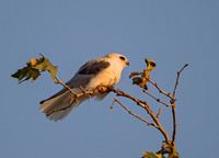 Elanus leucurus WHITE-TAILED KITE 9057431z