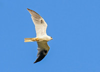 Elanus leucurus WHITE-TAILED KITE 3016575z