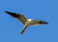 Elanus leucurus WHITE-TAILED KITE 3016567-1z