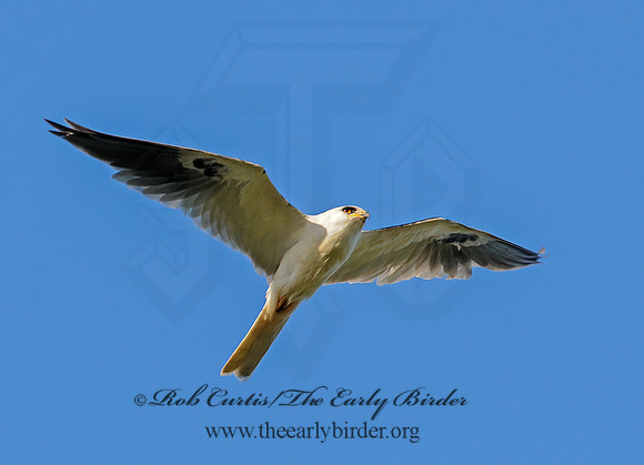 Elanus leucurus  WHITE-TAILED KITE 3016567-1z