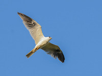 Elanus leucurus WHITE-TAILED KITE 3016570z