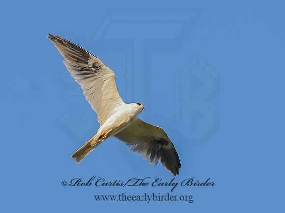 Elanus leucurus  WHITE-TAILED KITE 3016570z
