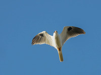 Elanus leucurus WHITE-TAILED KITE 3016563 copyz