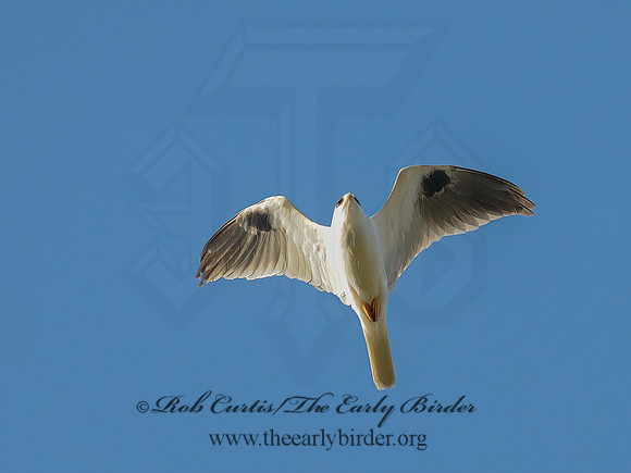 Elanus leucurus  WHITE-TAILED KITE 3016563 copyz