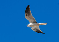 Elanus leucurus WHITE-TAILED KITE 7017666z