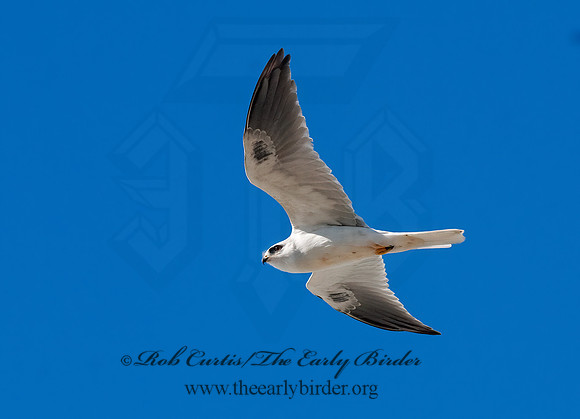 Elanus leucurus  WHITE-TAILED KITE 7017666z