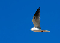 Elanus leucurus WHITE-TAILED KITE 7017660z