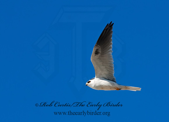 Elanus leucurus  WHITE-TAILED KITE 7017660z