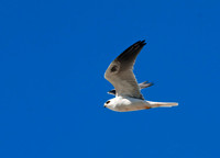 Elanus leucurus WHITE-TAILED KITE 7017661z
