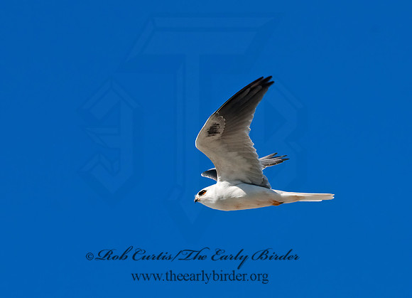 Elanus leucurus  WHITE-TAILED KITE 7017661z
