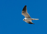 Elanus leucurus WHITE-TAILED KITE 7017665z