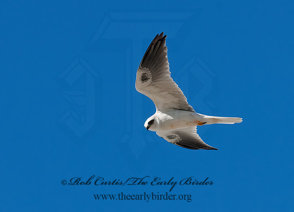 Elanus leucurus  WHITE-TAILED KITE 7017665z