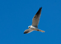 Elanus leucurus WHITE-TAILED KITE 7017657z