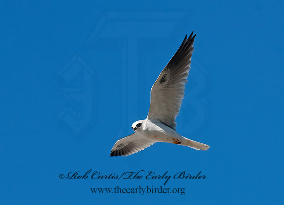 Elanus leucurus  WHITE-TAILED KITE 7017657z