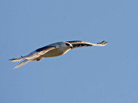 Elanus leucurus WHITE-TAILED KITE 9057430z