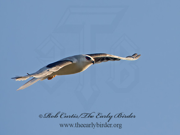 Elanus leucurus  WHITE-TAILED KITE 9057430z