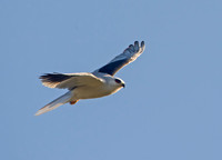 Elanus leucurus WHITE-TAILED KITE 9057429z