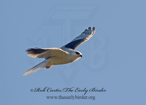 Elanus leucurus  WHITE-TAILED KITE 9057429z