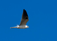 Elanus leucurus WHITE-TAILED KITE 7017724z