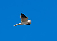 Elanus leucurus WHITE-TAILED KITE 7017723z