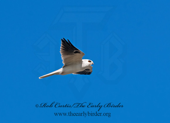 Elanus leucurus  WHITE-TAILED KITE 7017723z