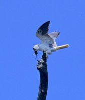 Elanus leucurus WHITE-TAILED KITE 128311z