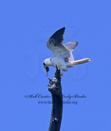 Elanus leucurus  WHITE-TAILED KITE 128311z