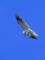 Elanus leucurus WHITE-TAILED KITE 128316z