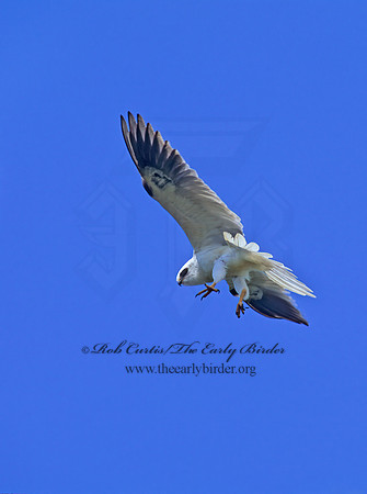 Elanus leucurus  WHITE-TAILED KITE 128316z