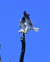 Elanus leucurus WHITE-TAILED KITE 128309z