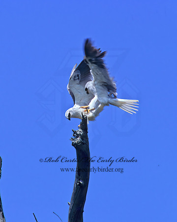 Elanus leucurus  WHITE-TAILED KITE 128309z