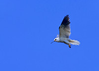Elanus leucurus WHITE-TAILED KITE 128305z